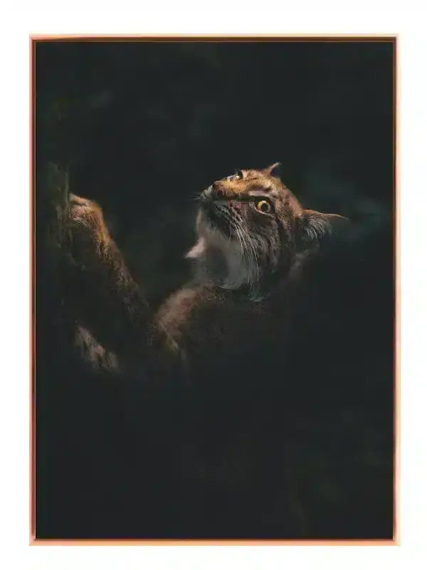 Ko Lynx Plakat