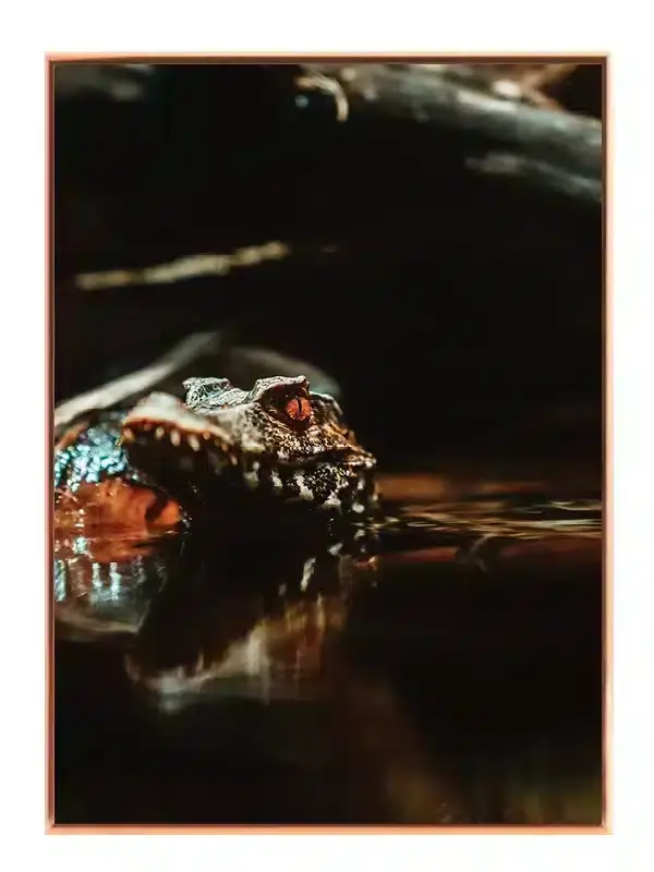 Ko Caiman Plakat