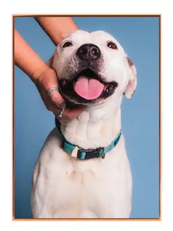 Happy Labrador Plakat