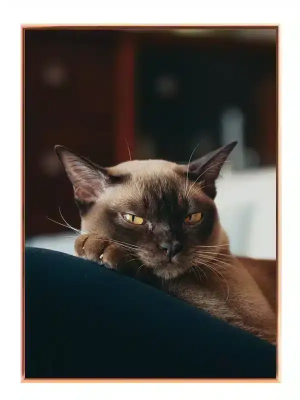 Burmese Cat Plakat