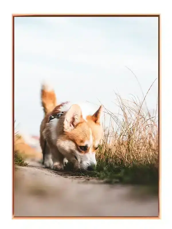 Corgi Dog Plakat