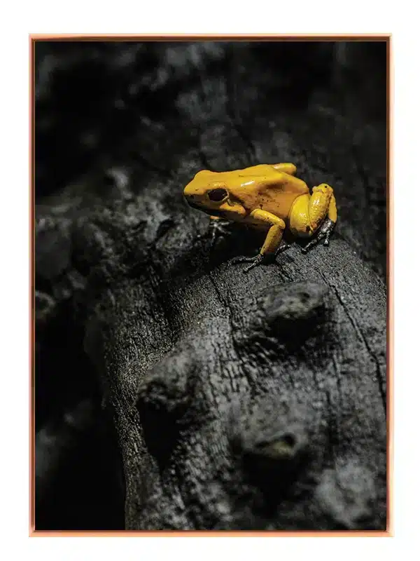 Golden Poison Frog Plakat