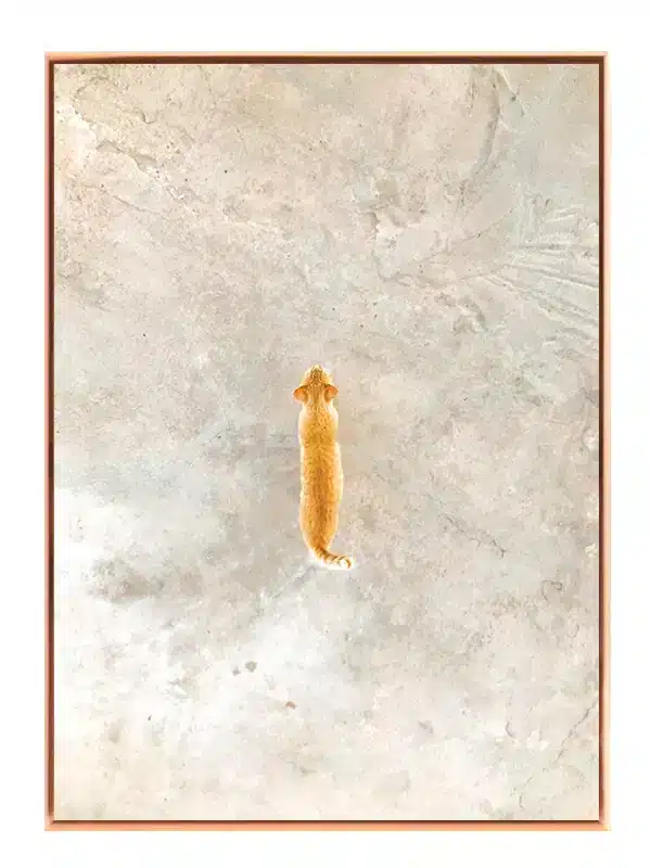Ginger Cat Above Plakat