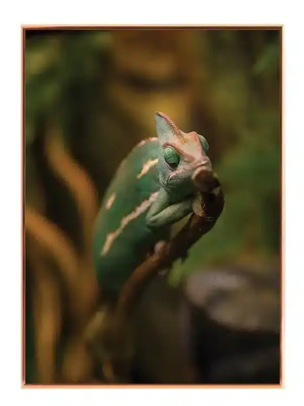 Bi Veiled Plakat