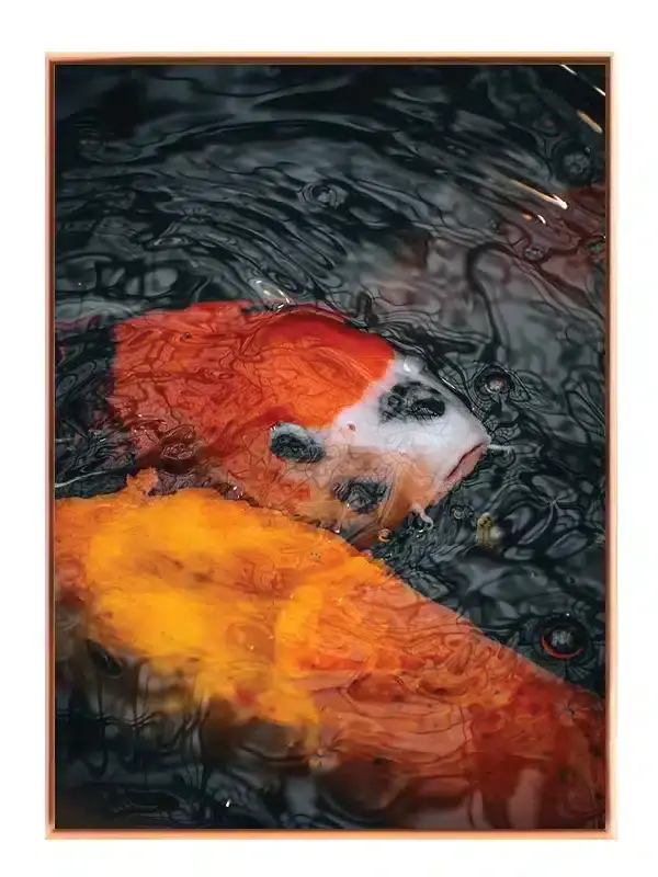 Koi Fish Duo Plakat