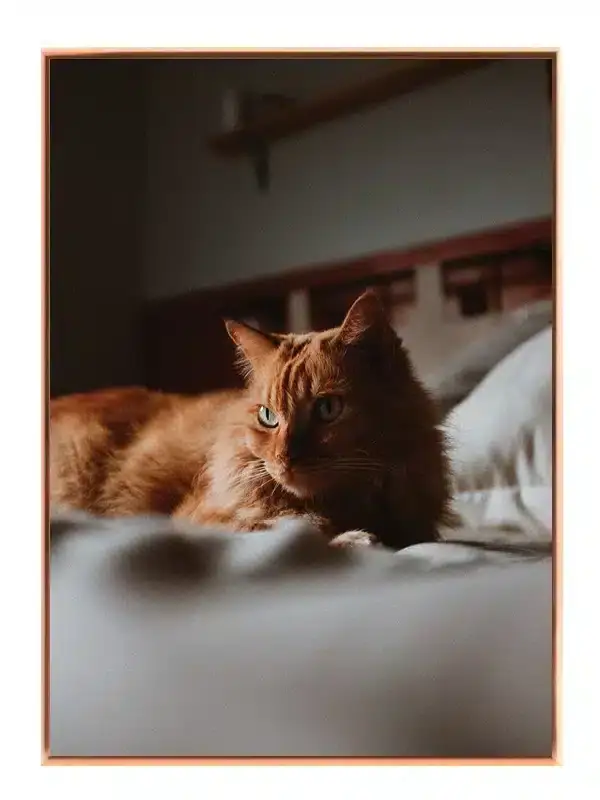 Ginger Cat Indoor Plakat
