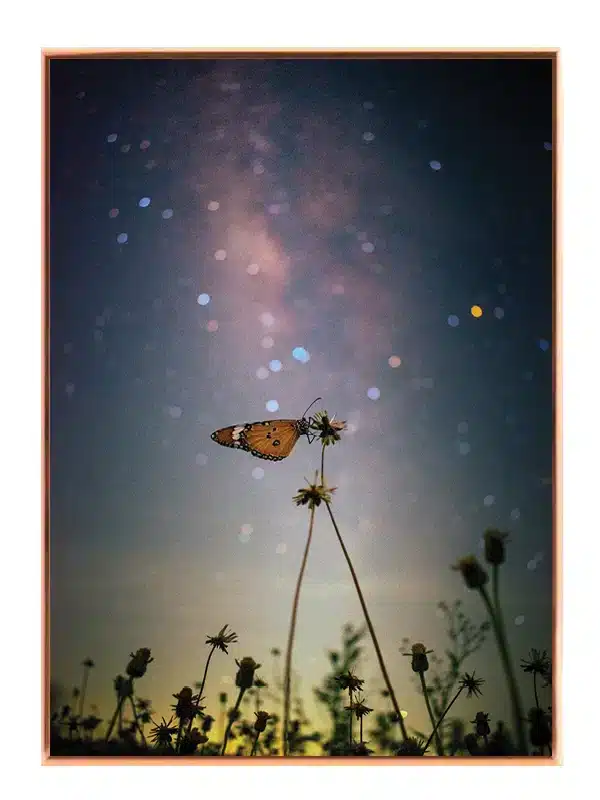Monarch Butterfly Night Plakat