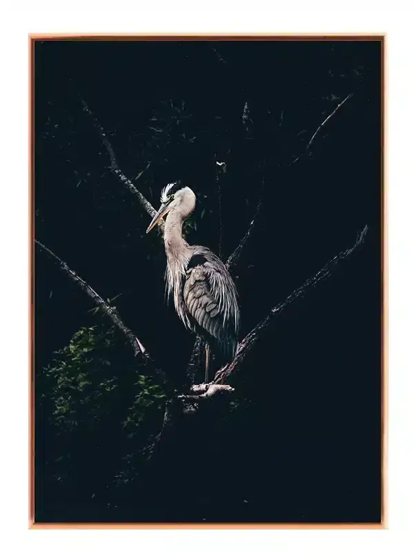 Ugle Heron On Branch Plakat