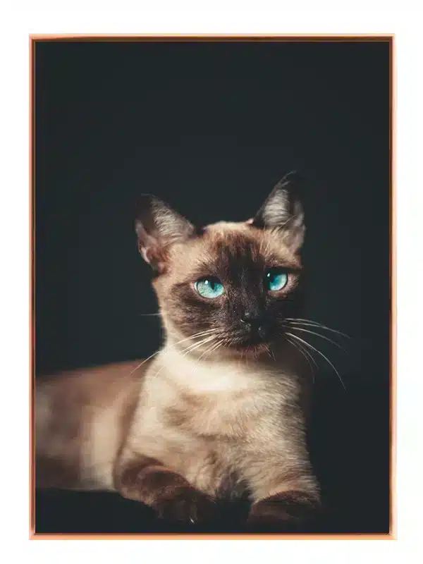 Siamese Cat No2 Plakat