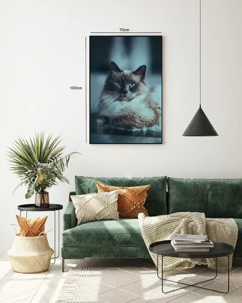Ragdoll Cat Plakat
