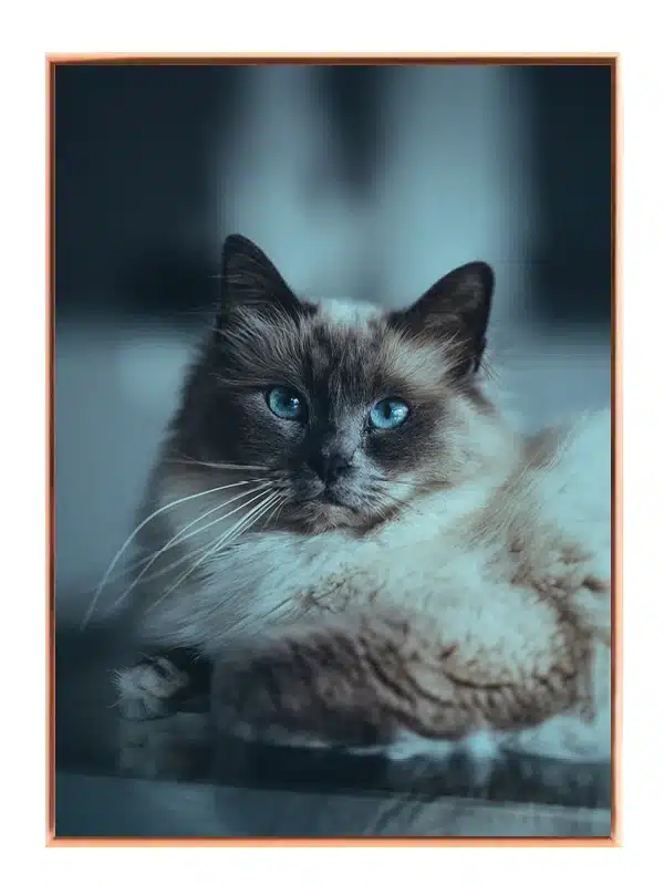 Ragdoll Cat Plakat