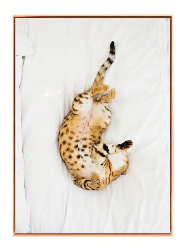 Bengal Cat Plakat