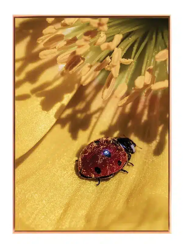 Insekt Ladybug On Flower Plakat