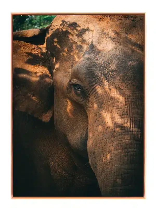Elephant Closeup Plakat
