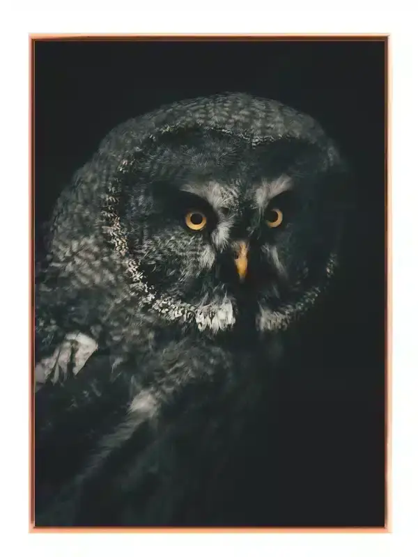 Great Grey Owl Plakat