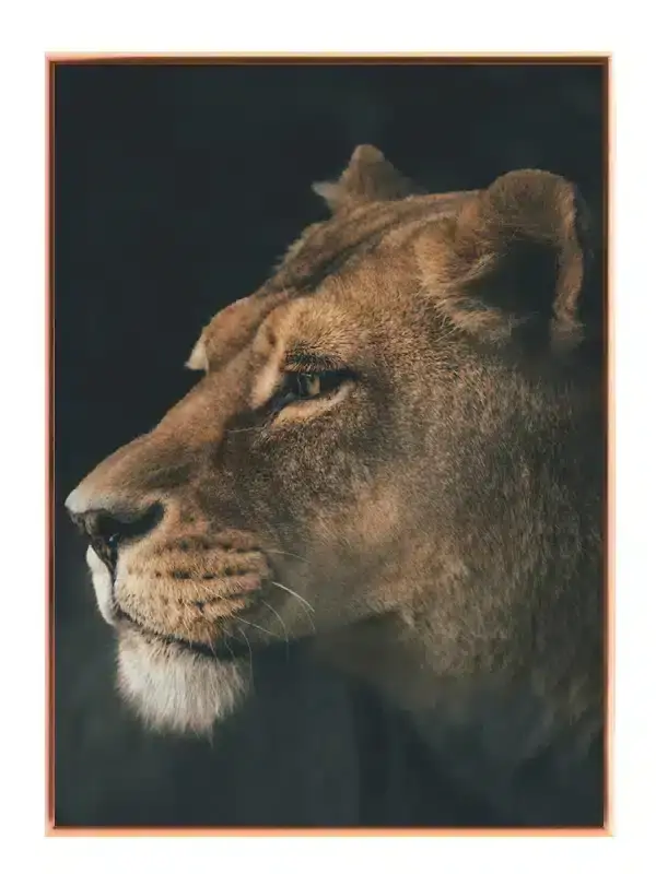 Lioness Profile Plakat