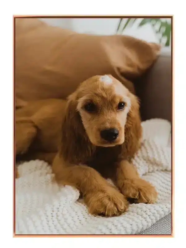 Cocker Spaniel Puppy Plakat
