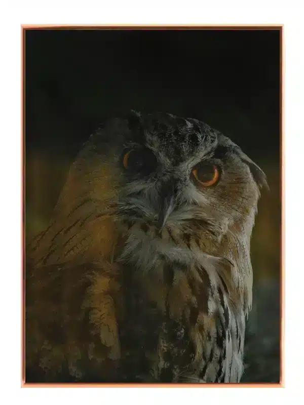 Eagle Owl No2 Plakat