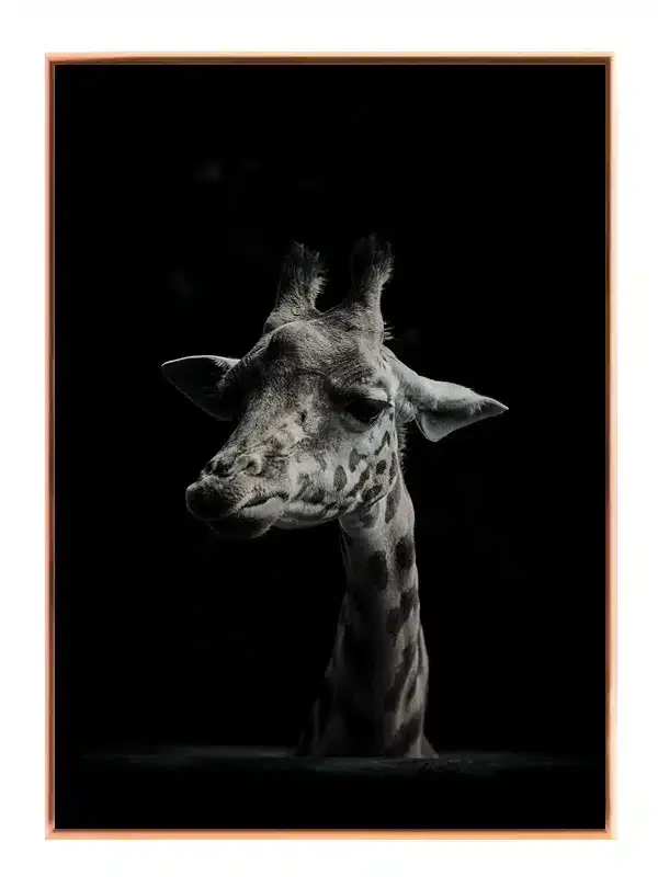 Giraffe Portrait Plakat
