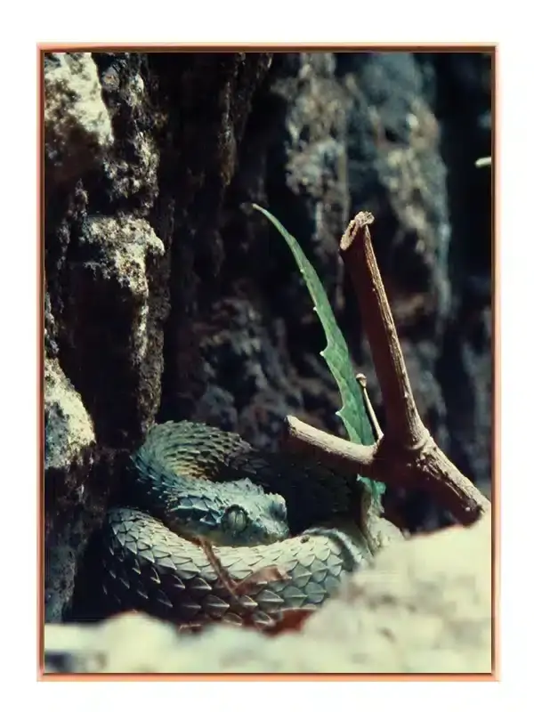 Slange Green Viper Plakat