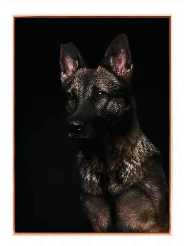 German Shepherd I Plakat