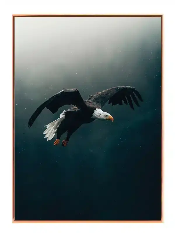 Bald Eagle Flight Plakat