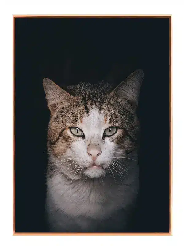 Tabby Cat I Plakat