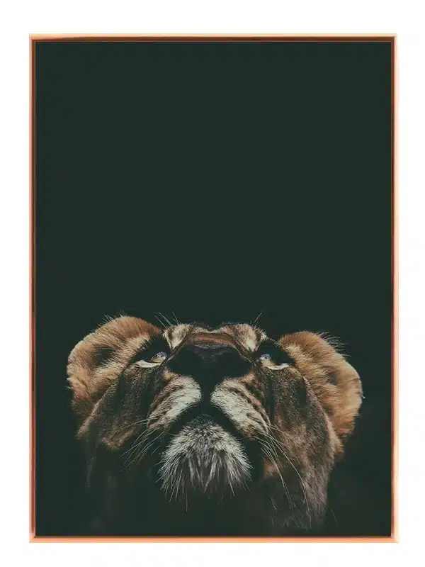 Lioness Looking Plakat