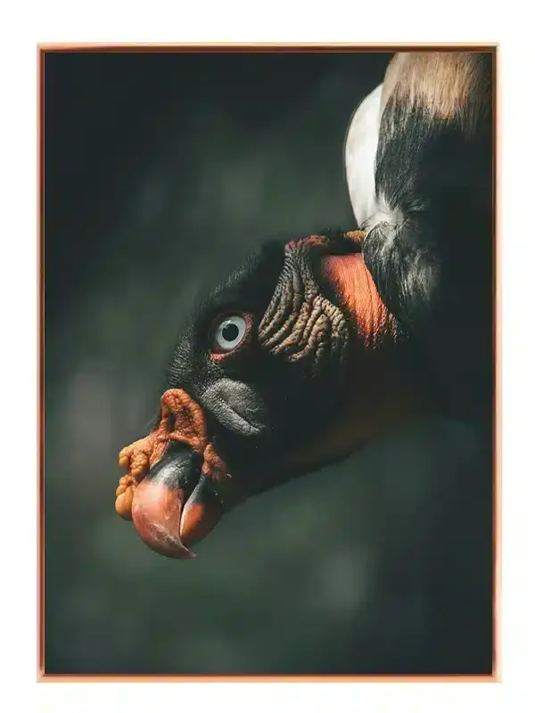 Ugle King Vulture Plakat