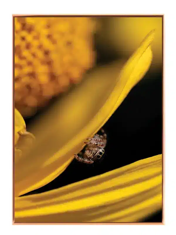 Ko Jumping Plakat