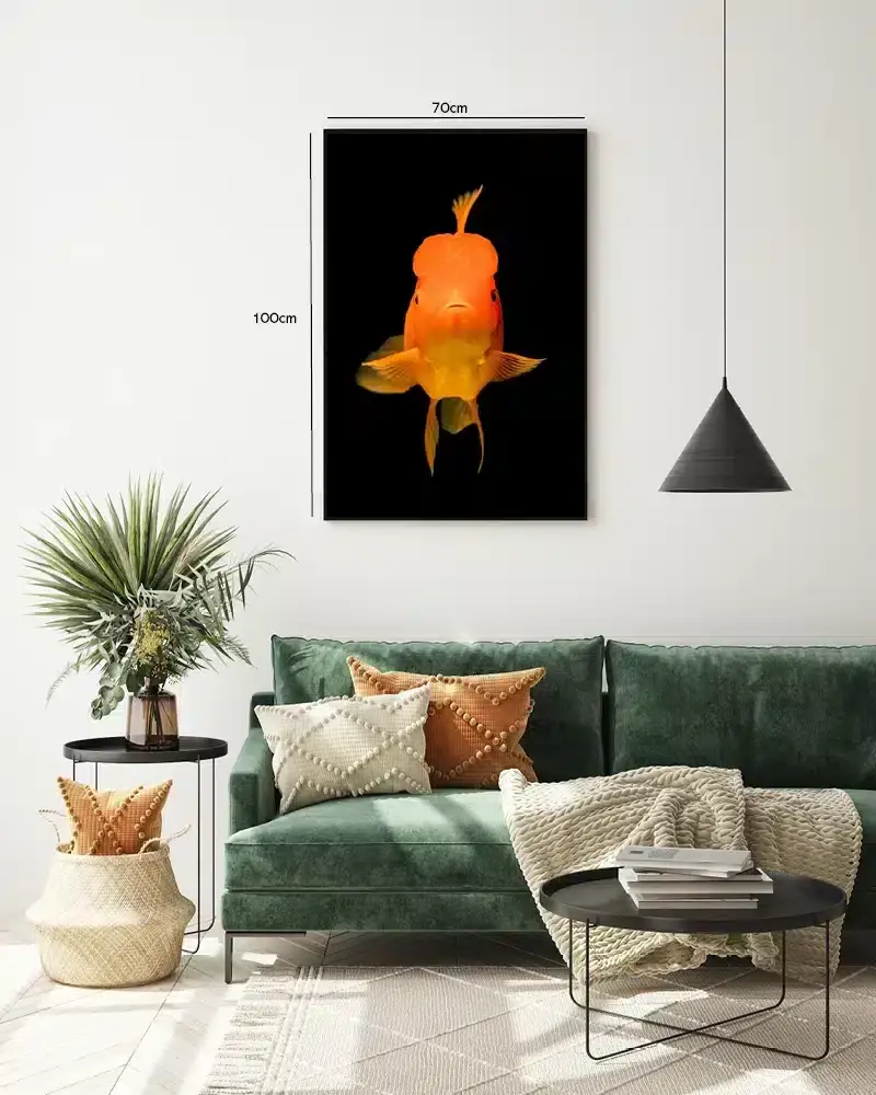 Oranda Goldfish Plakat