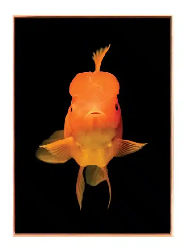 Oranda Goldfish Plakat