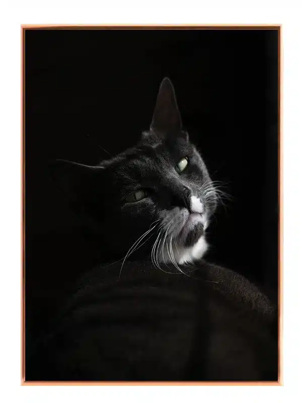 Domestic Cat Plakat