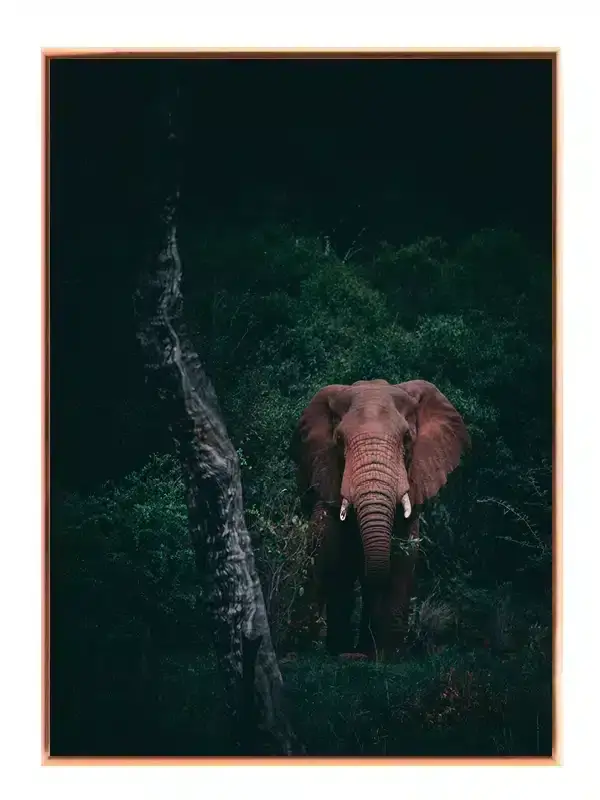 Elephant In Forest Plakat