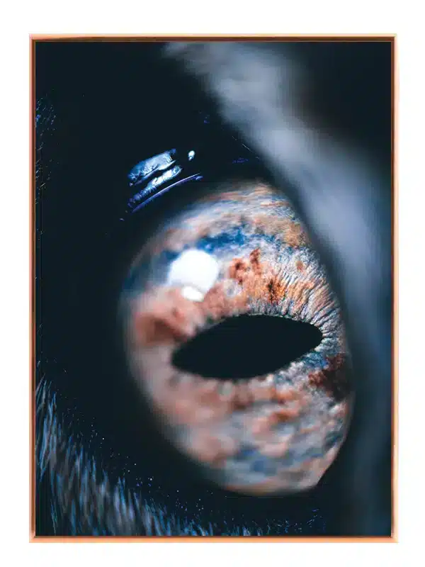 Horse Eye Plakat
