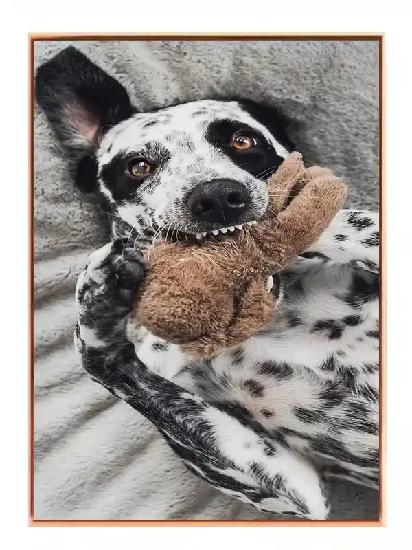 Dalmatian Dog Plakat