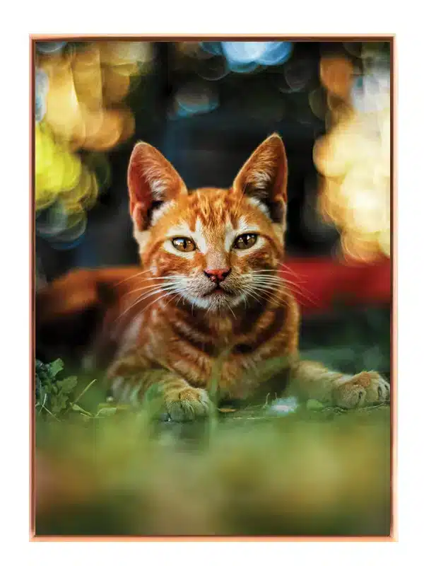 Ginger Cat Close Up Plakat