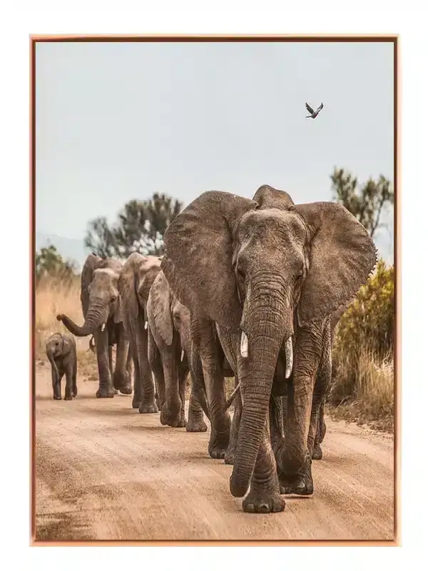 African Elephant Herd Plakat
