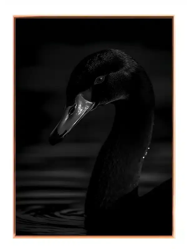 Black Swan Plakat