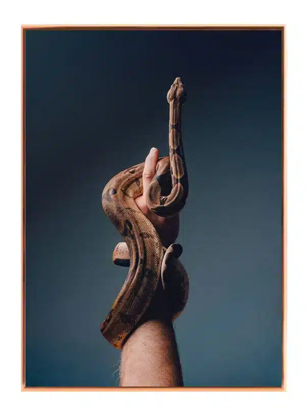 Slange Boa Constrictor Plakat