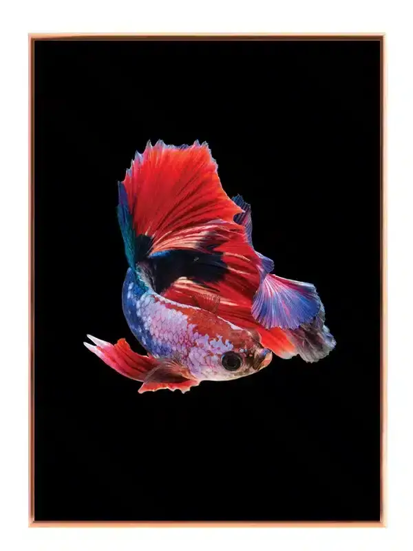 Betta Fish Plakat