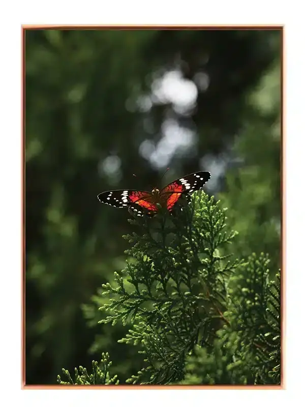 Red Admiral Butterfly Plakat