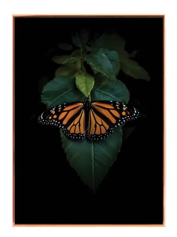 Monarch Butterfly Leaf Plakat