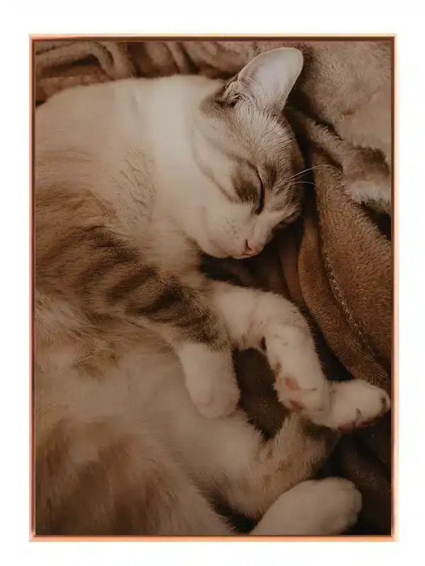 Sleeping Cat Plakat