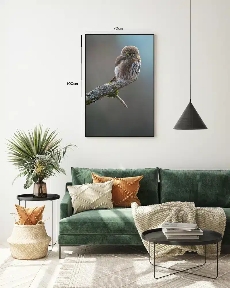 Pygmy Owl Plakat