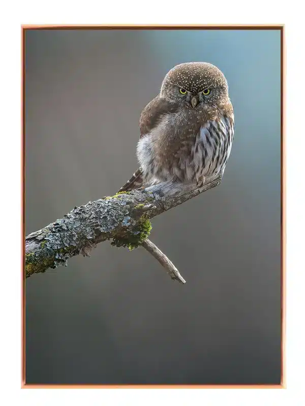 Pygmy Owl Plakat