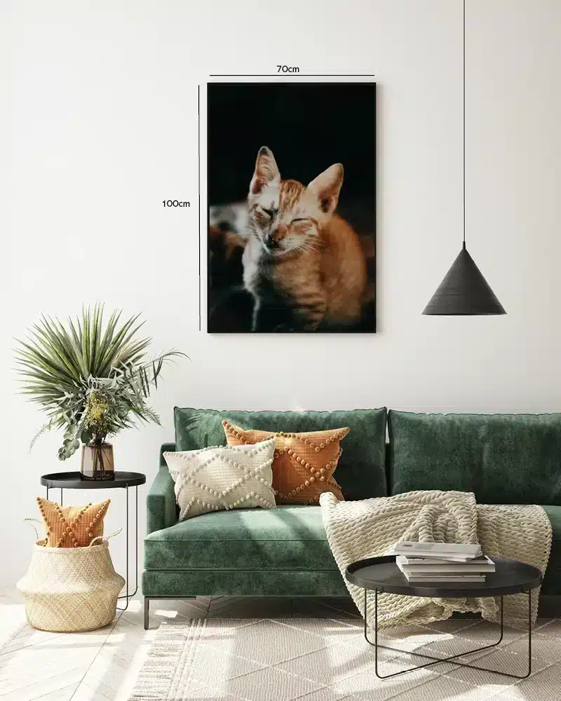 Orange Tabby Cat Plakat