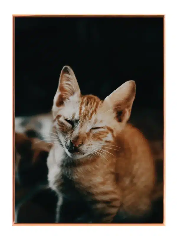 Orange Tabby Cat Plakat
