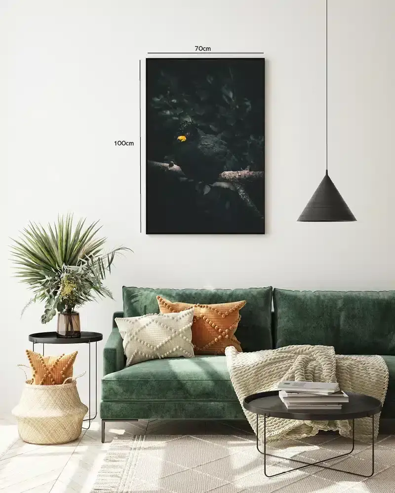 Ugle Black Myna Plakat