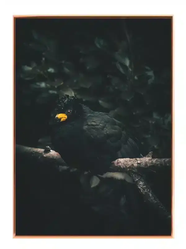 Ugle Black Myna Plakat